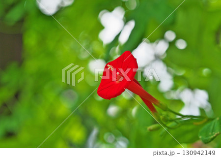 赤いハゴロモルコウソウの花（秋、九月） 130942149