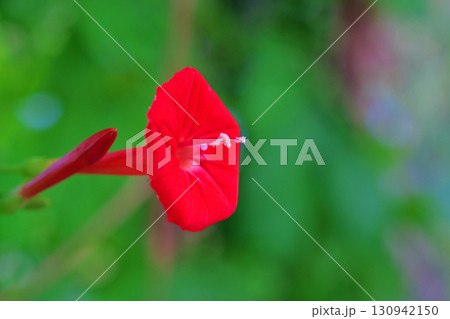赤いハゴロモルコウソウの花（秋、九月） 130942150