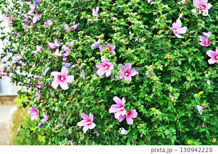白と紫色のムクゲの花（秋、九月） 130942228