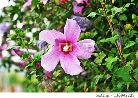 白と紫色のムクゲの花（秋、九月） 130942229