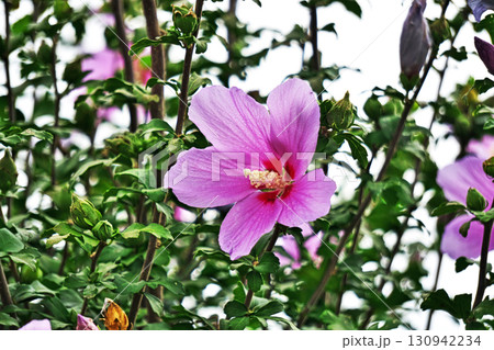白と紫色のムクゲの花（秋、九月） 130942234