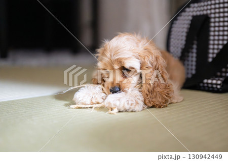 無邪気に遊ぶ子犬 無邪気に遊ぶ子犬 130942449