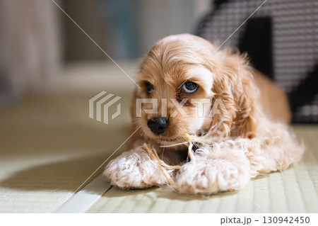 無邪気に遊ぶ子犬 無邪気に遊ぶ子犬 130942450