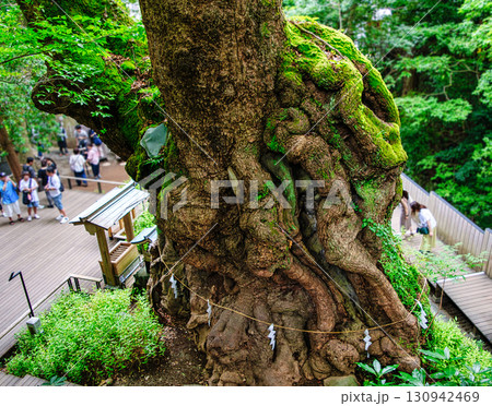 熱海市 來宮神社 (きのみやじんじゃ) 大楠 樹齢2千年 国指定天然記念物 熱海市 來宮神社 (きのみやじんじゃ) 大楠 樹齢2千年 国指定天然記念物 130942469