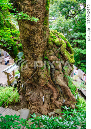 熱海市 來宮神社 (きのみやじんじゃ) 大楠 樹齢2千年 国指定天然記念物 熱海市 來宮神社 (きのみやじんじゃ) 大楠 樹齢2千年 国指定天然記念物 130942470