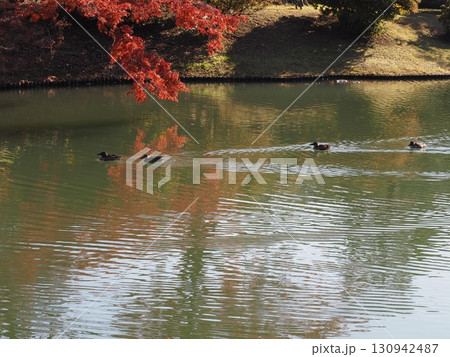 紅葉に染まる大泉水で泳ぐ水鳥たち 紅葉に染まる大泉水で泳ぐ水鳥たち 130942487