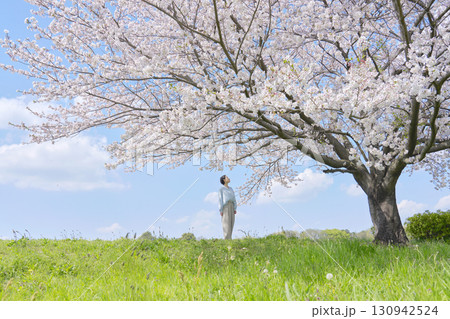 満開の桜を見る女性 満開の桜を見る女性 130942524