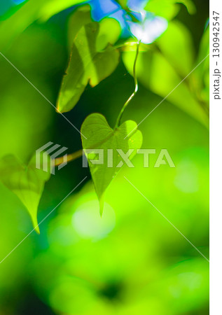 ハートの葉っぱ 130942547