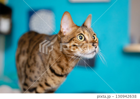 椅子の上で寛ぐ猫 130942638