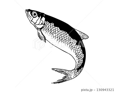 細密タッチの魚 細密タッチの魚 130943321