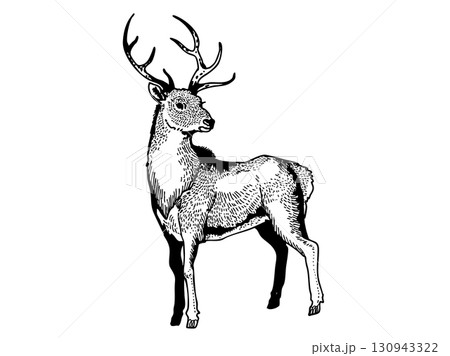 細密タッチのシカ 細密タッチのシカ 130943322