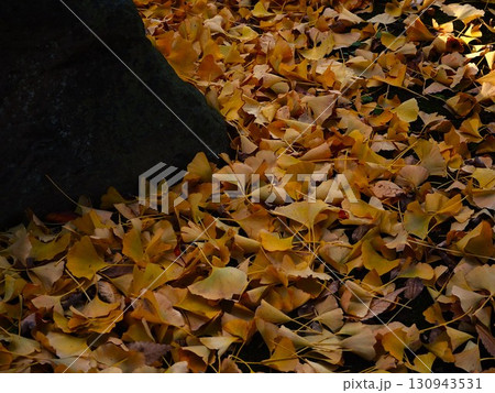 地面を覆うイチョウの落葉 130943531
