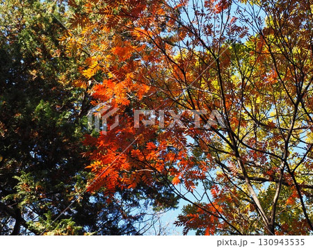 六義園の紅葉したモミジ 130943535