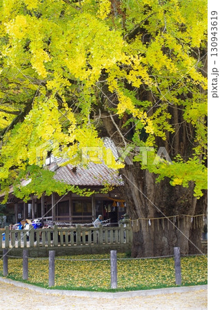 安芸太田町筒賀の大銀杏 130943619