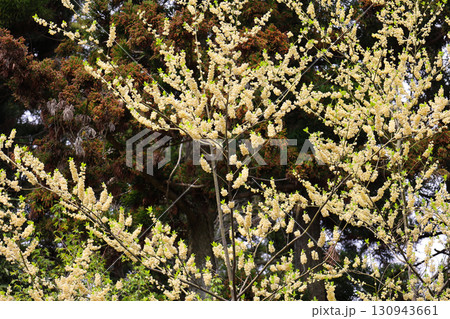 信貴山　生駒十三歩道　周辺で見かけた黄色い花　ミツマタ 130943661