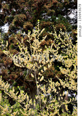 信貴山 生駒十三歩道 周辺で見かけた黄色い花 ミツマタ 信貴山 生駒十三歩道 周辺で見かけた黄色い花 ミツマタ 130943679