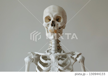 人体骨格モデルの頭蓋骨と骨格標本のビジュアル 人体骨格モデルの頭蓋骨と骨格標本のビジュアル 130944133