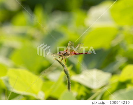 野原の植物に止まるショウジョウトンボ 野原の植物に止まるショウジョウトンボ 130944219