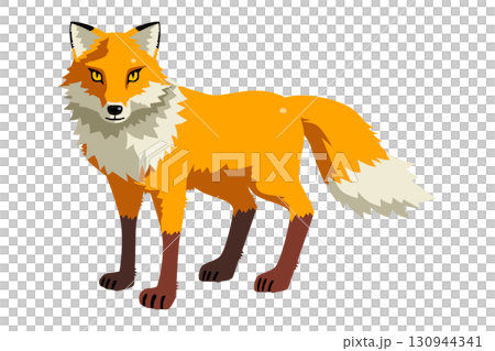 Fox whole body Fox whole body 130944341