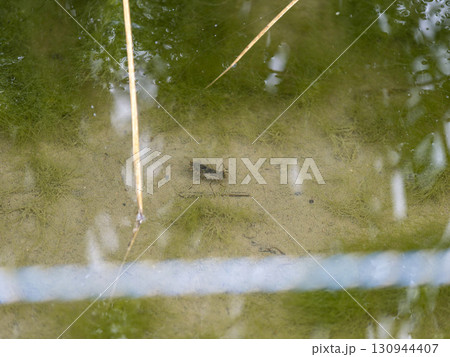 水田に住むヤゴ 130944407