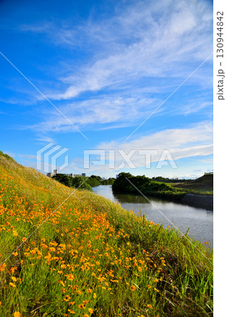 《愛知県》春日井市　八田川の河川敷に咲くオオキンケイギク 130944842