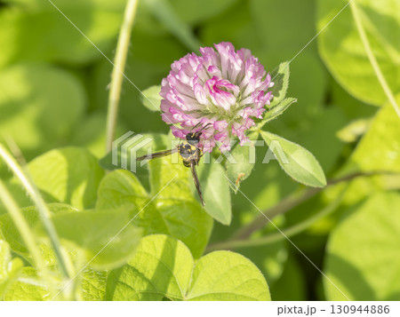 ムラサキツメクサの花に止まるミカドトックリバチ 130944886