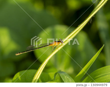 オレンジ色のアオモンイトトンボのメス 130944979