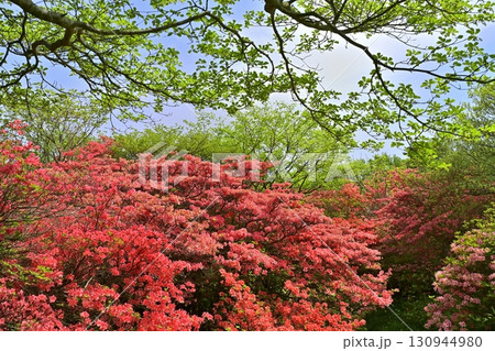 那須八幡つつじ群生地 那須八幡つつじ群生地 130944980