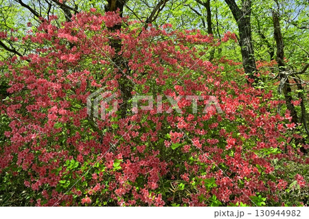 那須八幡つつじ群生地 130944982