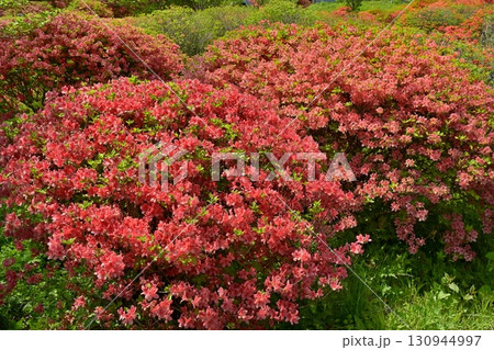 那須八幡つつじ群生地 130944997