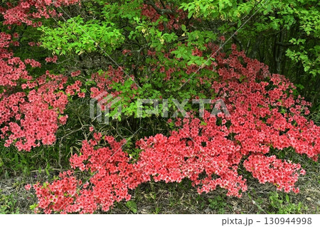 那須八幡つつじ群生地 130944998