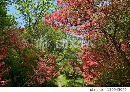 那須八幡つつじ群生地 130945023