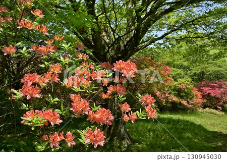 那須八幡つつじ群生地 130945030