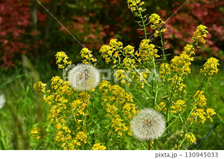 那須八幡つつじ群生地内の菜の花にタンポポの綿毛 130945033