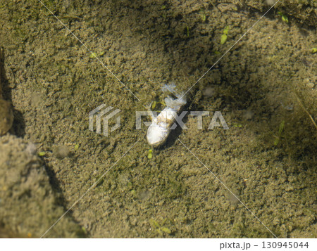 猛暑の水田で死んだ蛙 猛暑の水田で死んだ蛙 130945044