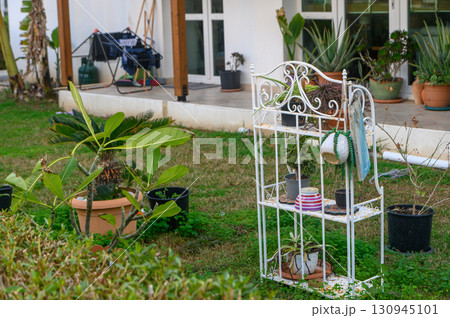 Charming garden display with vibrant plants and vintage shelving in tranquil outdoor setting 130945101