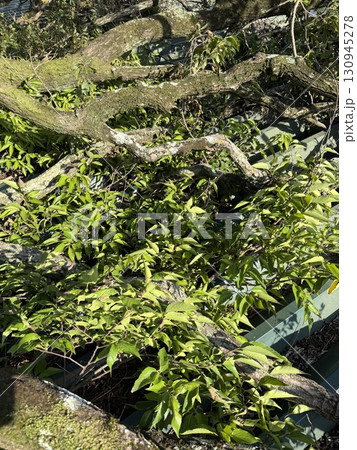 突風被害 突風被害 130945278