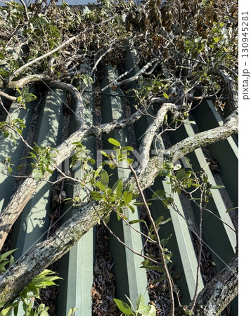 突風被害 130945281