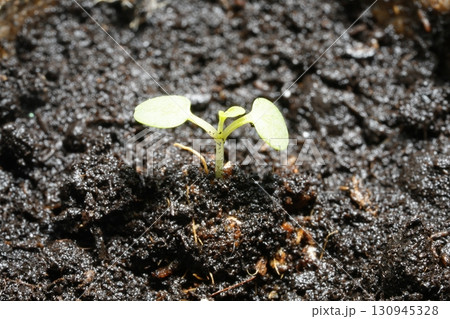 双葉が生えた植物 ビオラ　 130945328