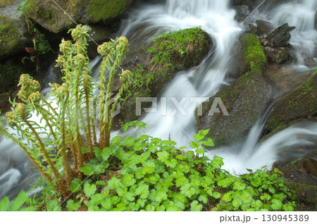 渓流と芽吹き 130945389