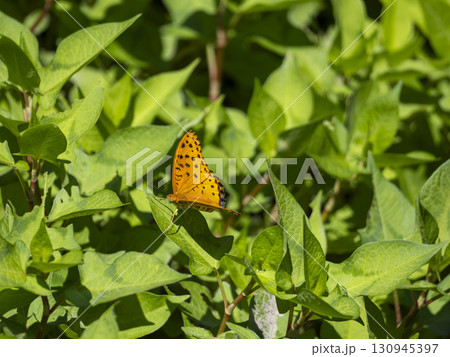葉に止まったツマグロヒョウモン 葉に止まったツマグロヒョウモン 130945397