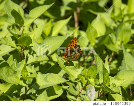 葉に止まったツマグロヒョウモン 130945399