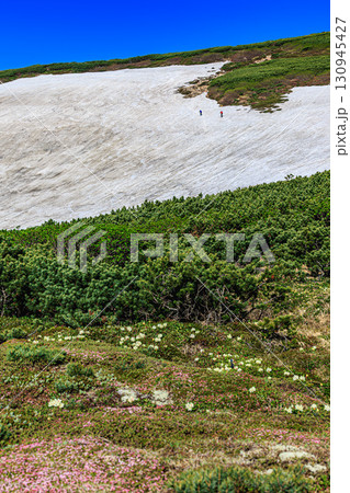 緑と雪のコントラストを楽しむ初夏の大雪山登山 130945427