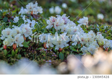 大雪山の朝を告げるキバナシャクナゲ 大雪山の朝を告げるキバナシャクナゲ 130945428