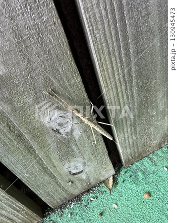 トゲナナフシらしき生き物 トゲナナフシらしき生き物 130945473