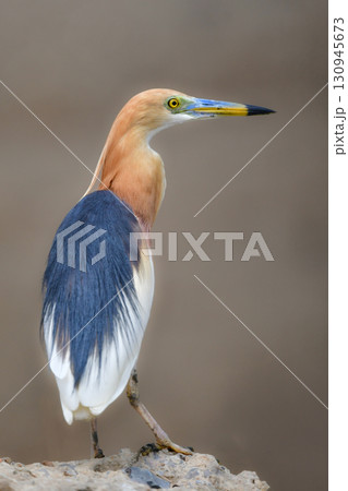 タイなど、東南アジアの水田や湿地で見られる赤く美しい極彩色の水辺の鳥ジャワアカガシラサギ 130945673