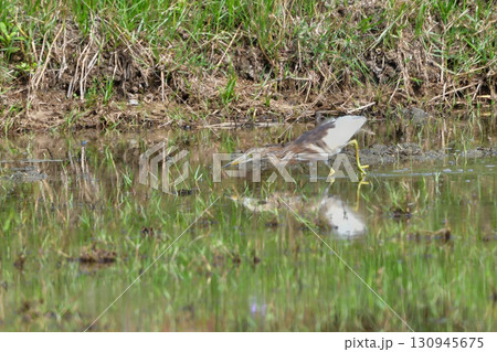 タイなど、東南アジアの水田や湿地で見られる赤く美しい極彩色の水辺の鳥ジャワアカガシラサギ タイなど、東南アジアの水田や湿地で見られる赤く美しい極彩色の水辺の鳥ジャワアカガシラサギ 130945675