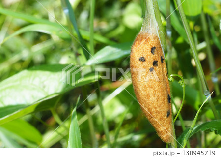 タケカレハの繭 130945719