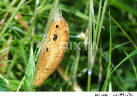 タケカレハの繭 タケカレハの繭 130945750