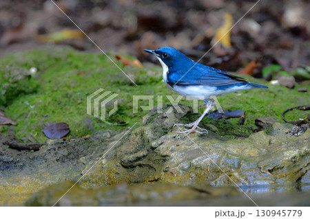 タイなど、東南アジアの熱帯雨林で見られる青と白と黒の美しい小鳥コルリ タイなど、東南アジアの熱帯雨林で見られる青と白と黒の美しい小鳥コルリ 130945779